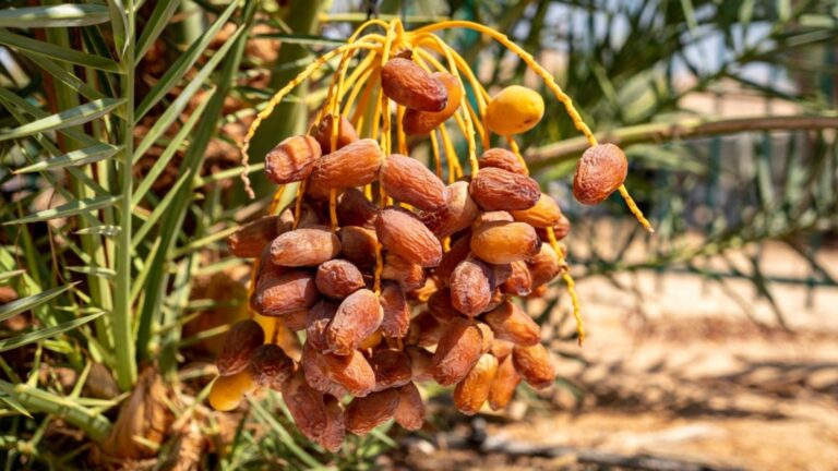 Dates growing on Hannah, a tree germinated from ancient seeds in Israel. Photo by Marcos Schonholz