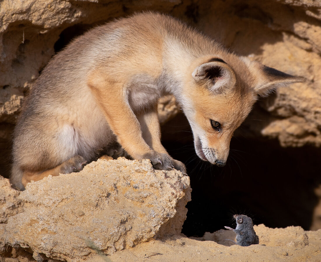 A fox cub and a shrew deep in conversation outside a fox hole in Israel. Photo by Ayala Fishaimer