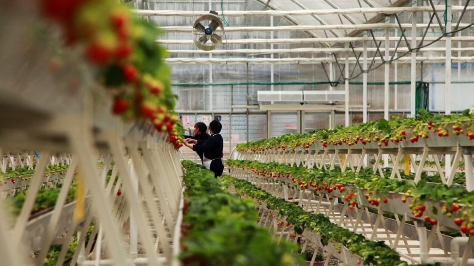 A pick-yourself strawberry farm in China built inside an Azrom greenhouse. Photo courtesy of Azrom