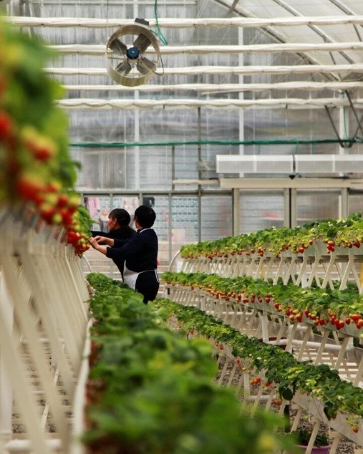 A pick-yourself strawberry farm in China built inside an Azrom greenhouse. Photo courtesy of Azrom