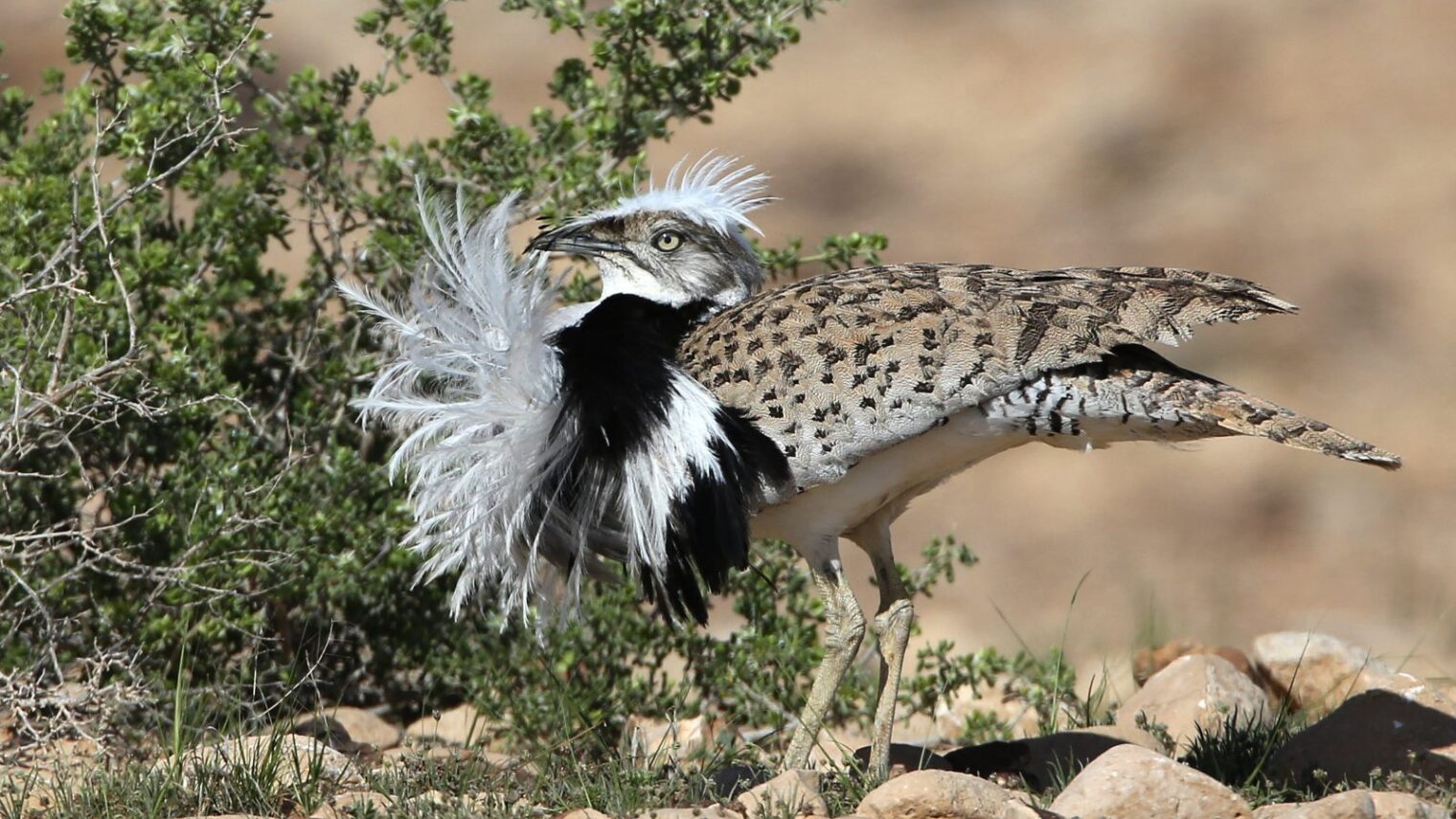 There are only 400 houbara bustards in Israel, but their small numbers don’t diminish their importance. Photo by Dr. Haim Shohat/Flash90