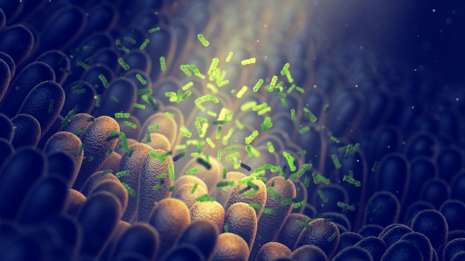 Image of gut microbiome via Shutterstock.com