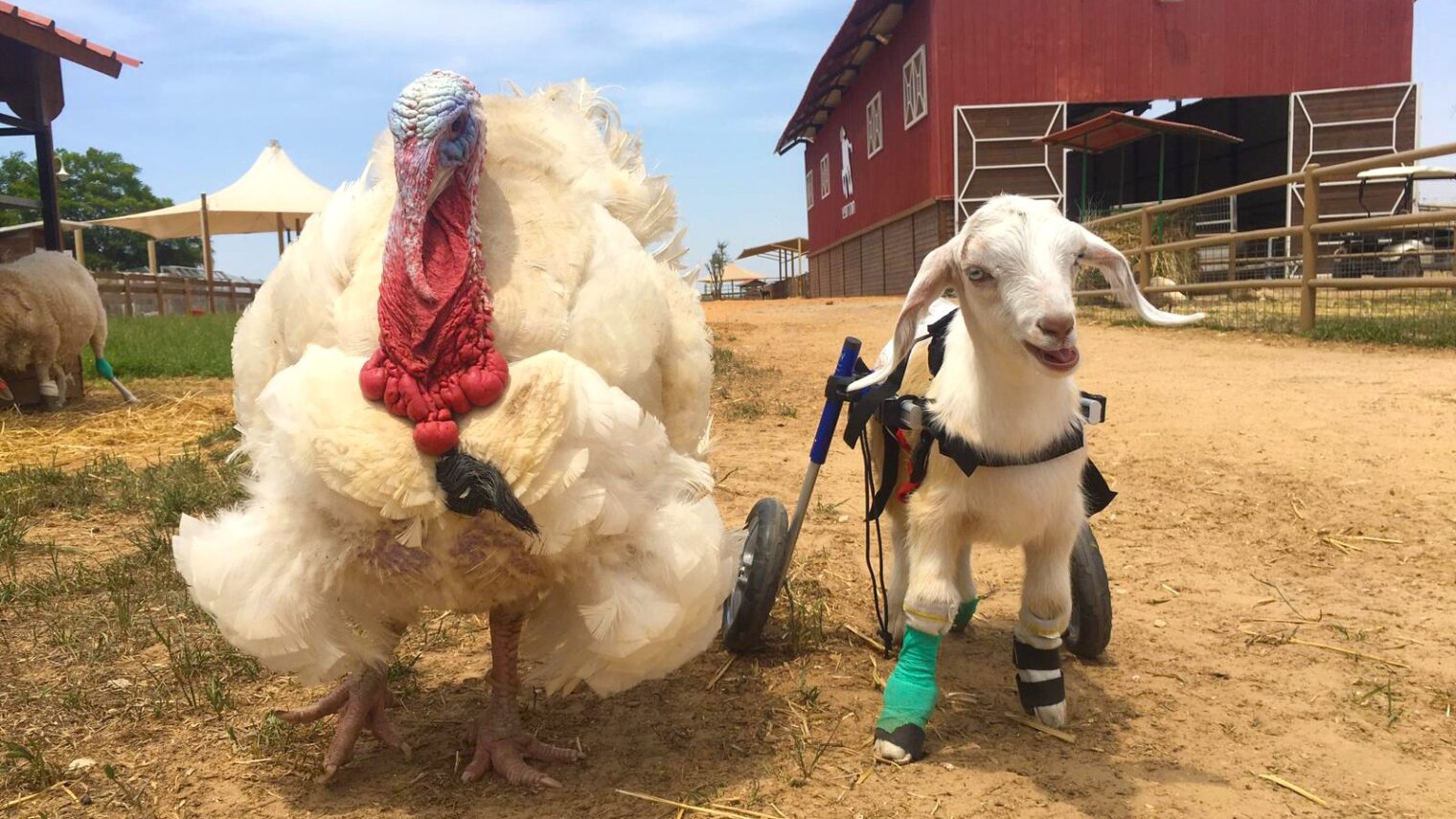 Yael the turkey, rescued from the meat industry, and Billy the goat, rescued from the milk industry. Photo by Noa Aviv/Freedom Farm Sanctuary