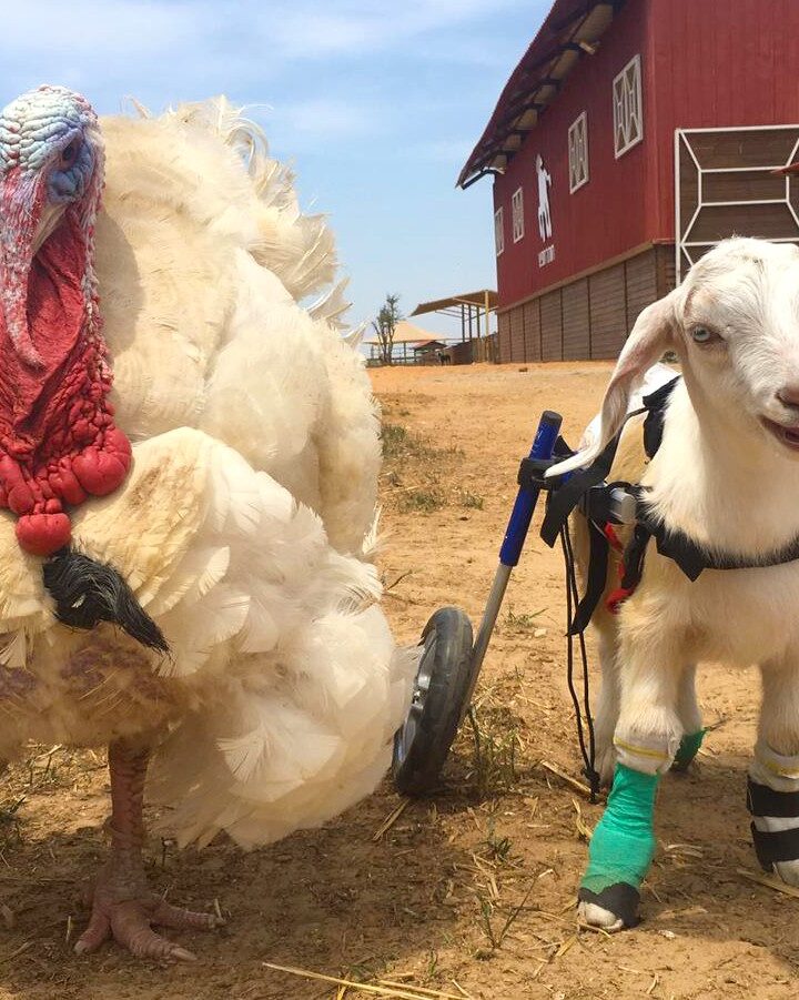 Yael the turkey, rescued from the meat industry, and Billy the goat, rescued from the milk industry. Photo by Noa Aviv/Freedom Farm Sanctuary
