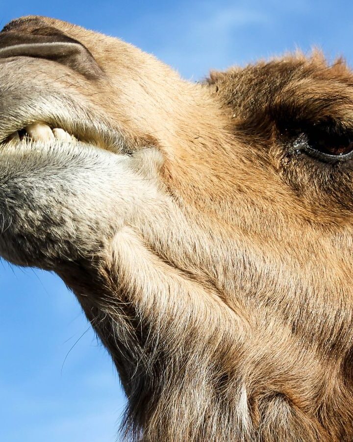 Camel nanobodies have been found useful in the fight against prostate cancer. (Hannah Troupe via Unsplash) 