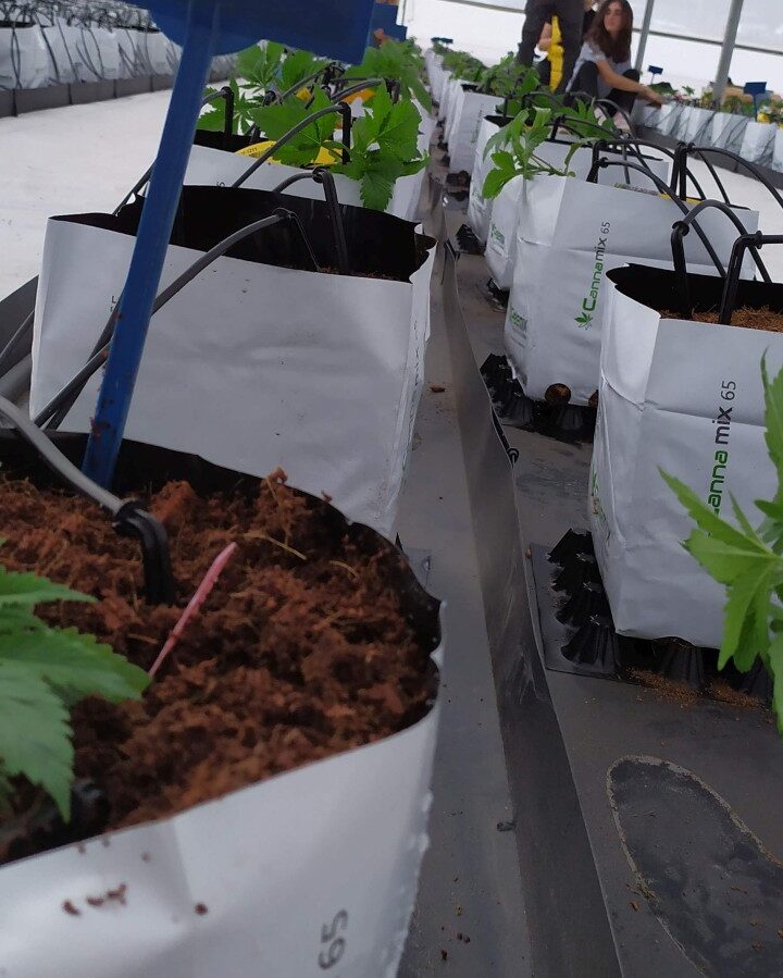 Hemp plants growing in Israel from unique genetically stable seeds. Photo courtesy of CanBreed