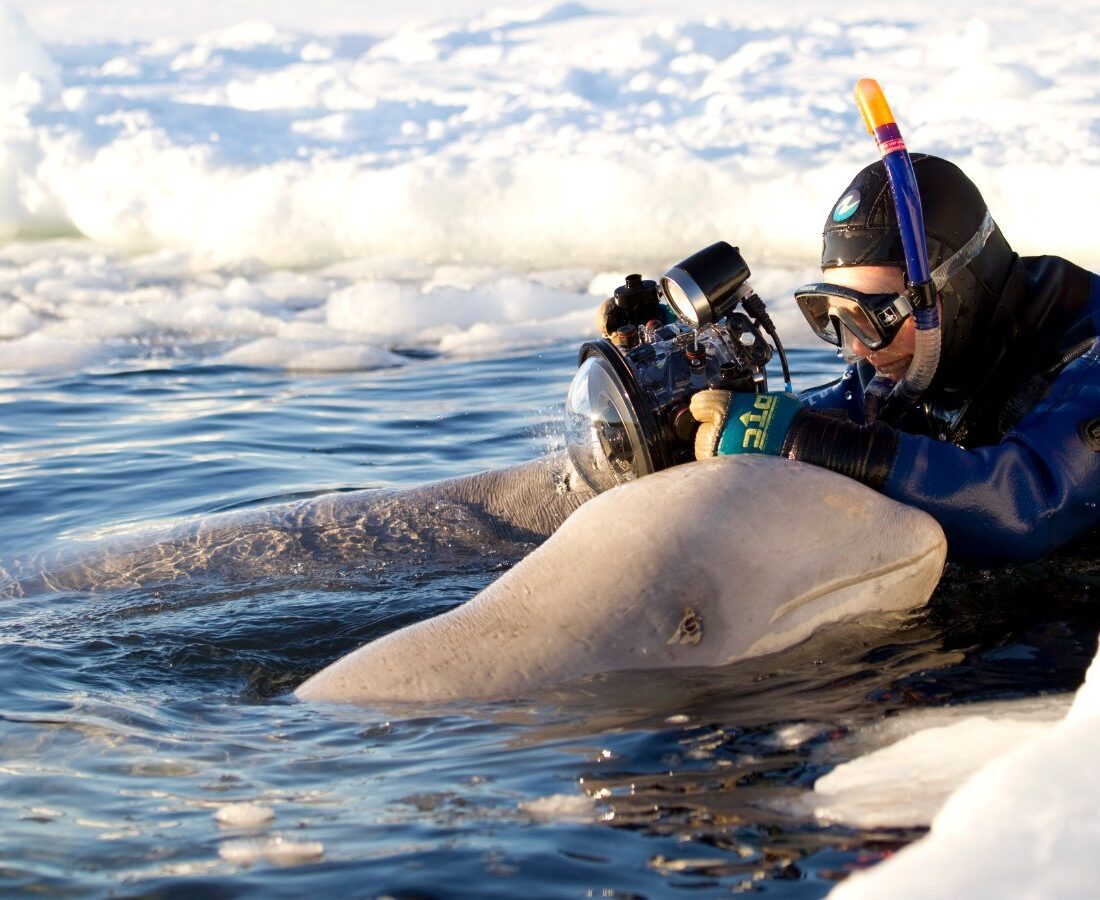 Dafna Ben Nun photographing Beluga whales in the White Sea, leading to a National Geographic prize. Photo courtesy of Dafna Ben Nun