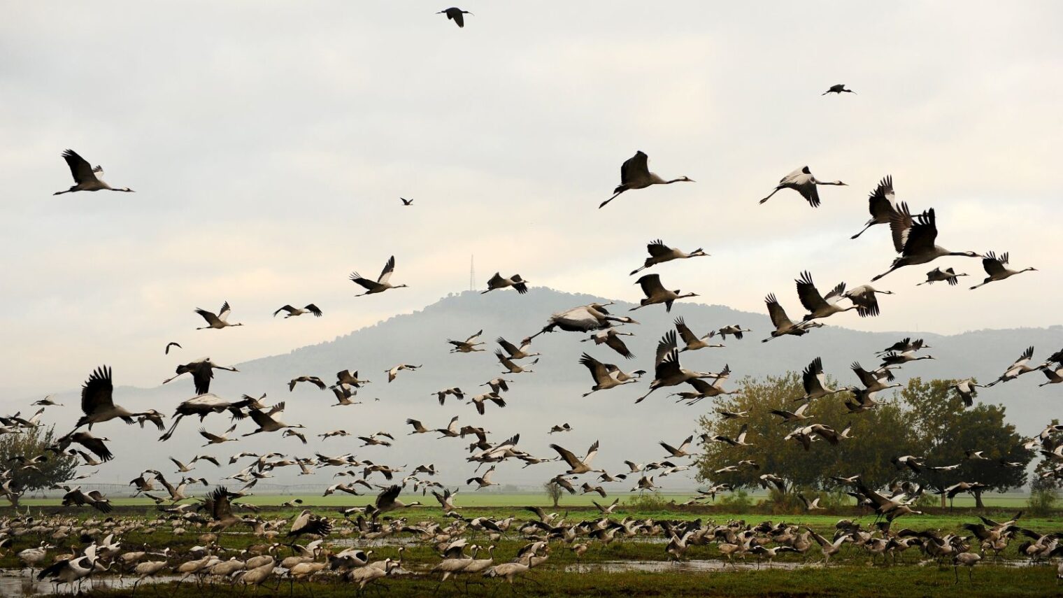 Israel is home to more than 220 bird species, some rare and some far more common. Photo by Mendy Hechtman/Flash90
