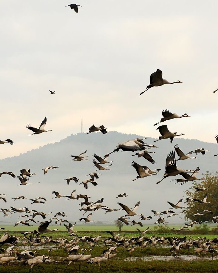 Israel is home to more than 220 bird species, some rare and some far more common. Photo by Mendy Hechtman/Flash90