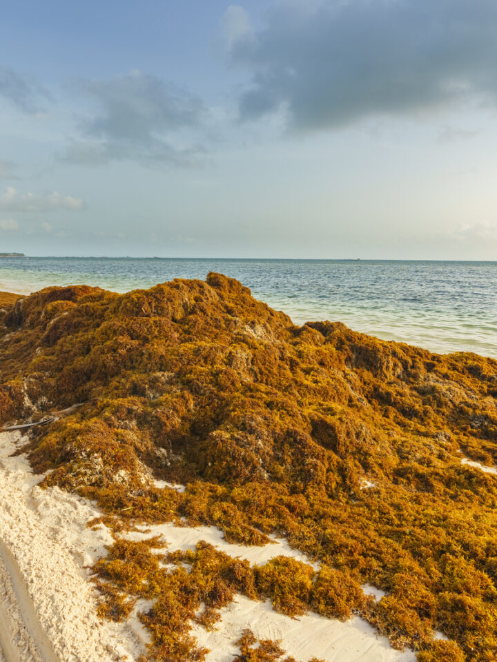 Brown seaweed is a grave concern for an economy that relies on tourism and the Caribbean’s famously clear waters. Photo by S.Borisov via Shutterstock.com