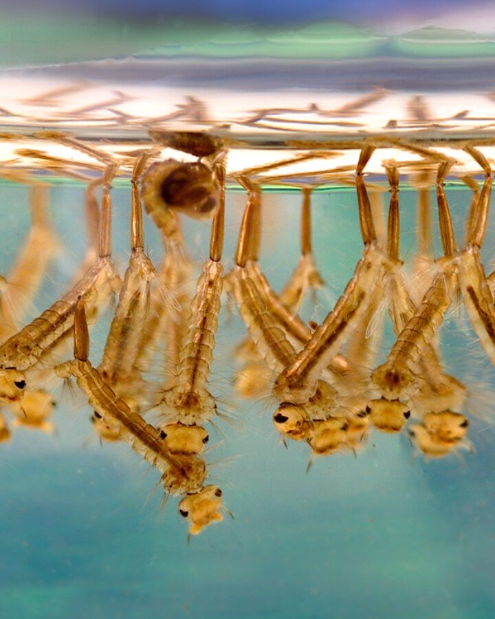 Image of mosquito larvae in stagnant water by James Gathany of the CDC in PLoS Biology, courtesy of Wikimedia Commons