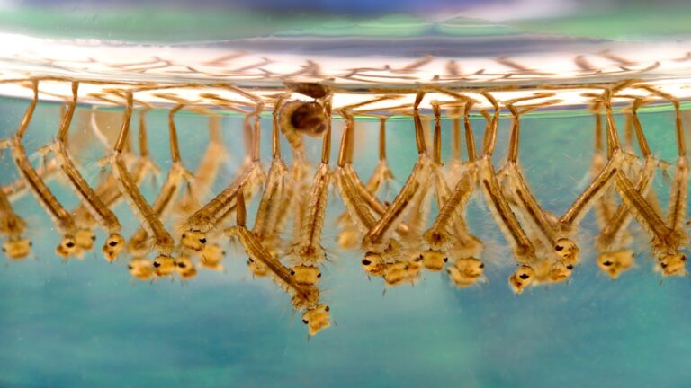 Image of mosquito larvae in stagnant water by James Gathany of the CDC in PLoS Biology, courtesy of Wikimedia Commons
