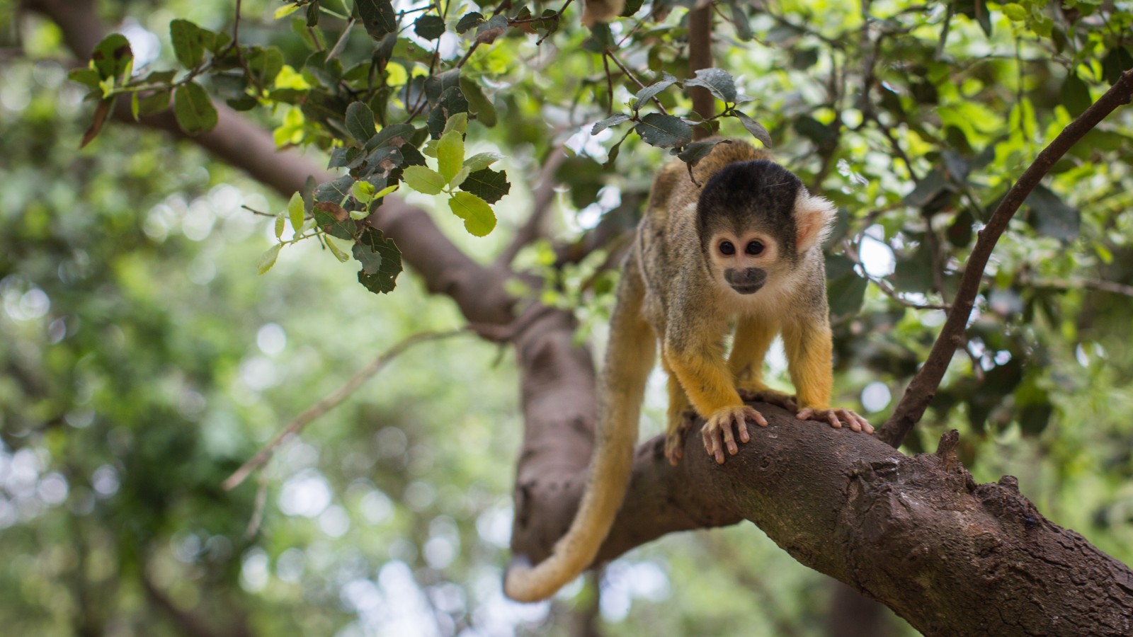 Monkeys shown to have conscious minds like humans - ISRAEL21c