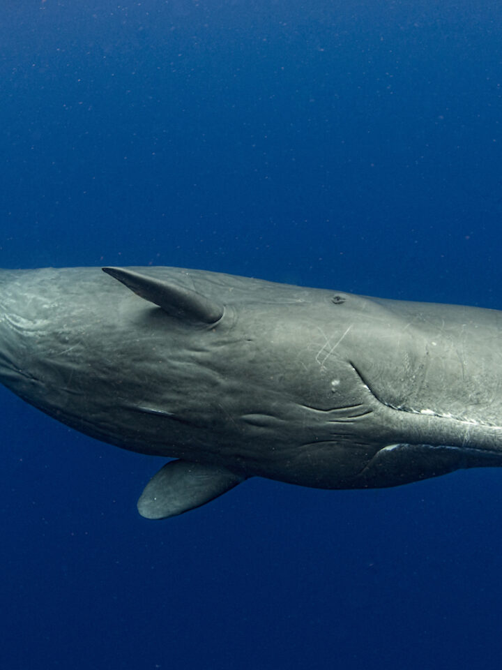 You talking to me? A female Sperm whale. Photo by Amanda Cotton