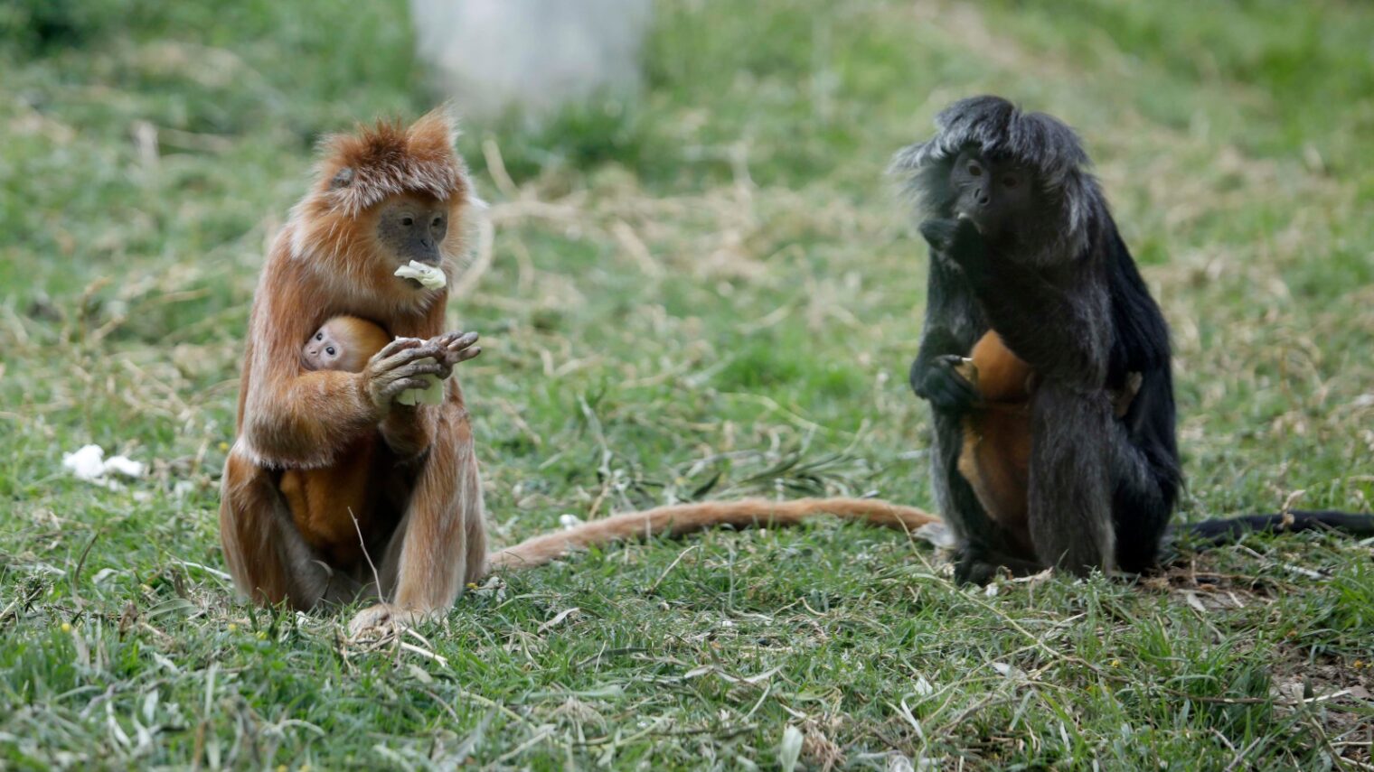 Monkeys looking like lions: Moscow Zoo has now its first rare