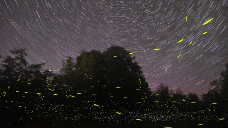 Composite of several long exposure photographs of fireflies in a backyard in Maine.Photo by Mike Lewinski on Unsplash