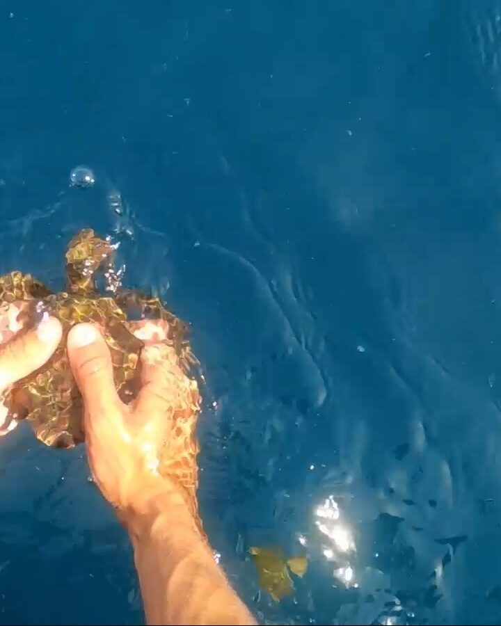 One of six rehabilitated sea turtles being released back into the Mediterranean in April 2021, after a disastrous tar spill in February. Photo: screenshot from video by Yaniv Cohen/INPA