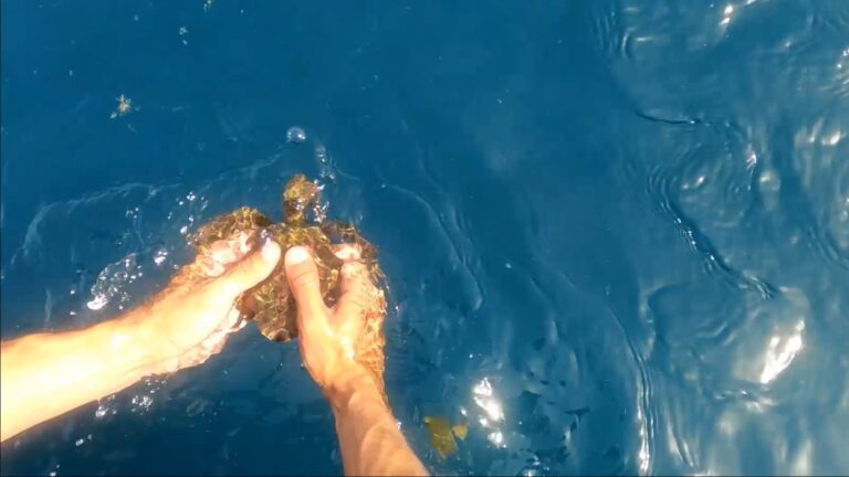 One of six rehabilitated sea turtles being released back into the Mediterranean in April 2021, after a disastrous tar spill in February. Photo: screenshot from video by Yaniv Cohen/INPA