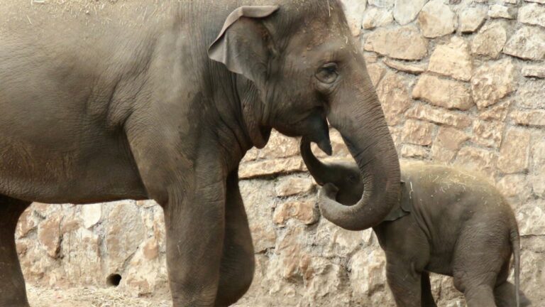 Elephants protect their young. Photo courtesy of Ramat Gan Safari Park