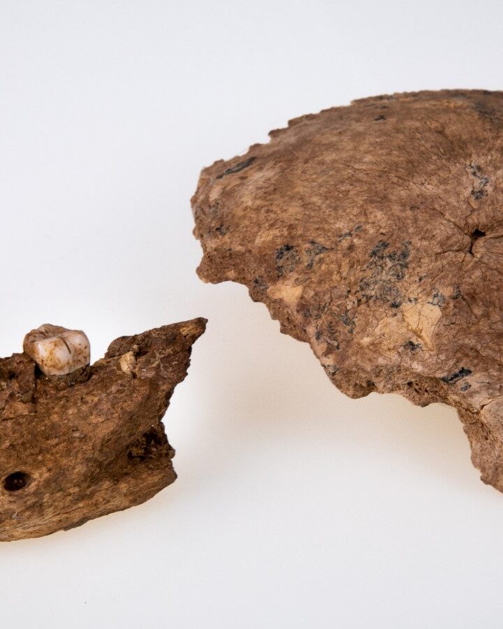 Fossil remains of skull and jaw. Photo courtesy of Tel Aviv University.