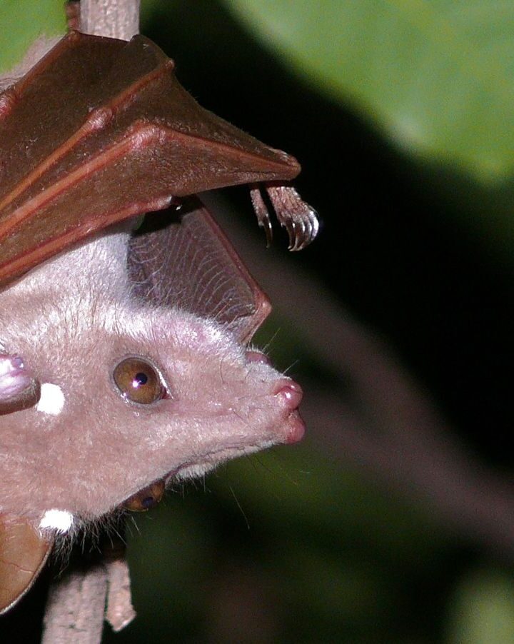 Bats practice social distancing when they are ill, preventing the spread of pathogens to others. Photo via Wikimedia Commons