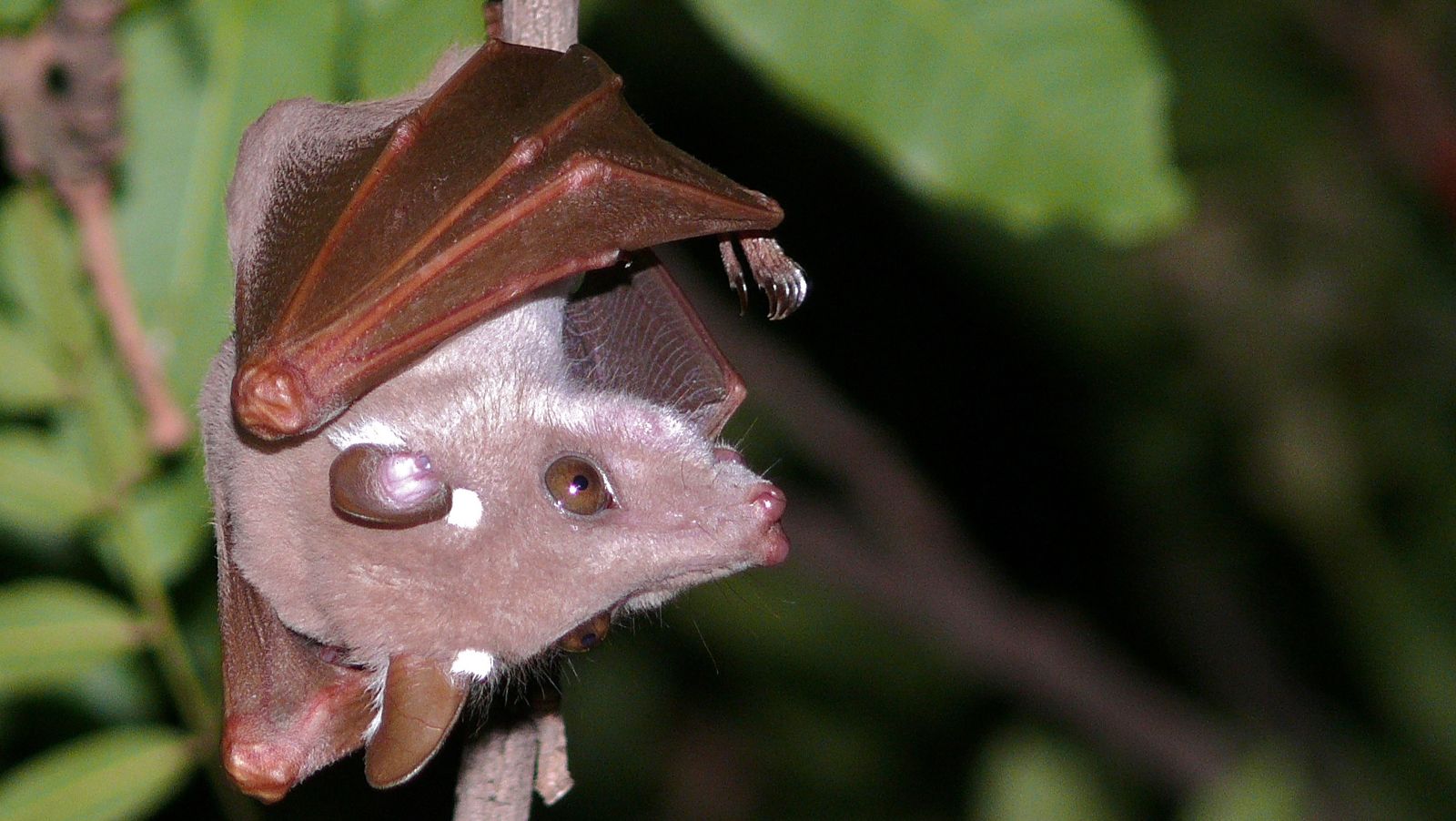 Bats practice social distancing when they are ill, preventing the spread of pathogens to others. Photo via Wikimedia Commons