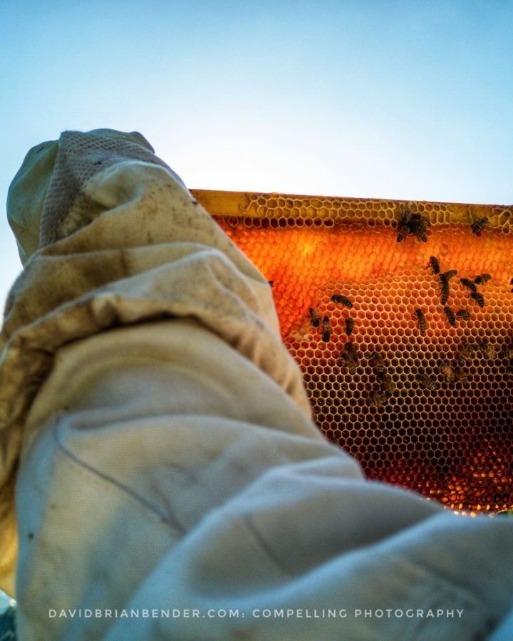 Beekeeper Miri Newcome holds up a honey-laden frame from a Neshikha beehive. Photo: davidbrianbender.com