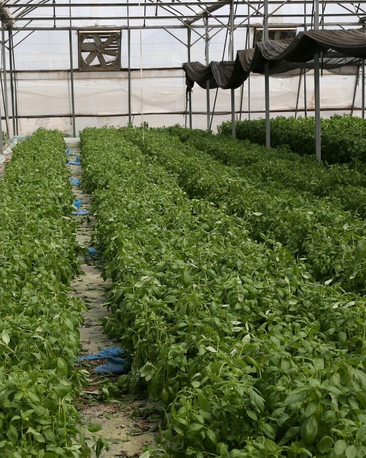 Basil plants growing in a greenhouse in the Jordan Valley. Photo by Nati Shohat/Flash90