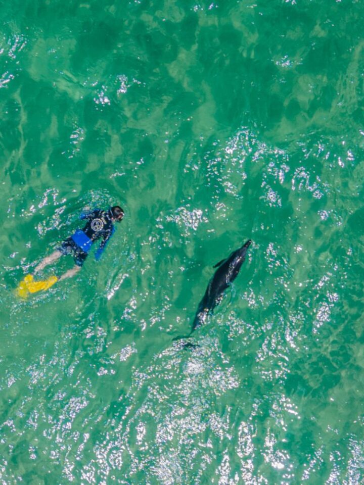 A diver and a dolphin swim together off Mikhmoret Beach. Photo by Alon Shtamberger