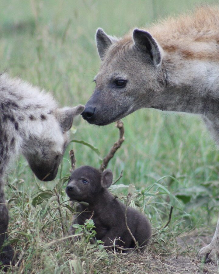 A hyena family. Photo by Kate Shaw Yoshida