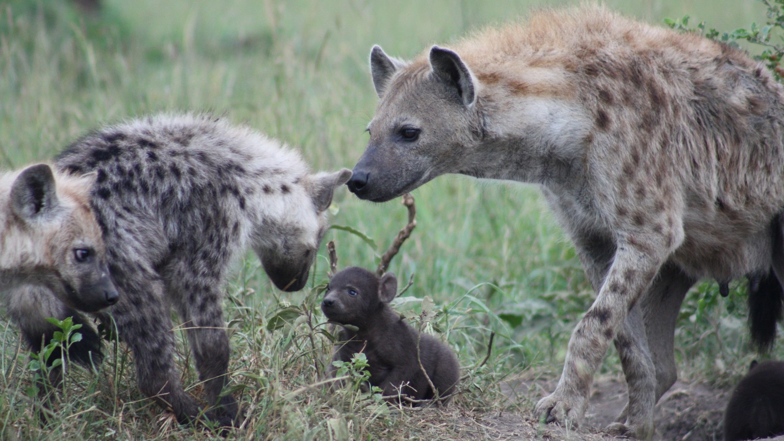 A hyena family. Photo by Kate Shaw Yoshida
