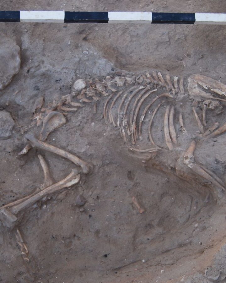 A dog buried in Ashkelon at the time of the Persian Empire leaves modern-day researchers flummoxed. Photo courtesy of the Leon Levy Expedition to Ashkelon