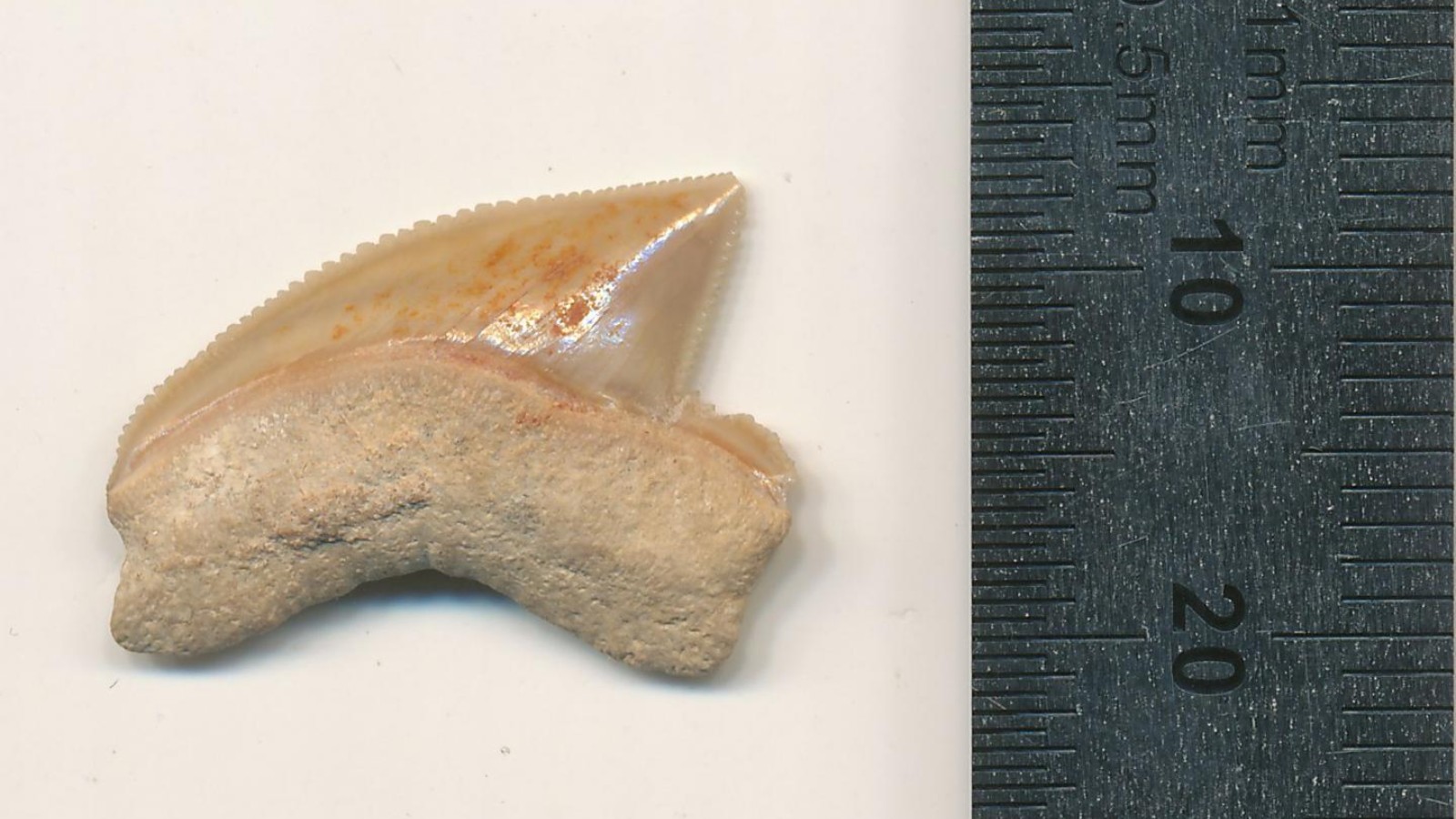 Shark tooth found in Jerusalem’s City of David. Photo by Omri Lernau