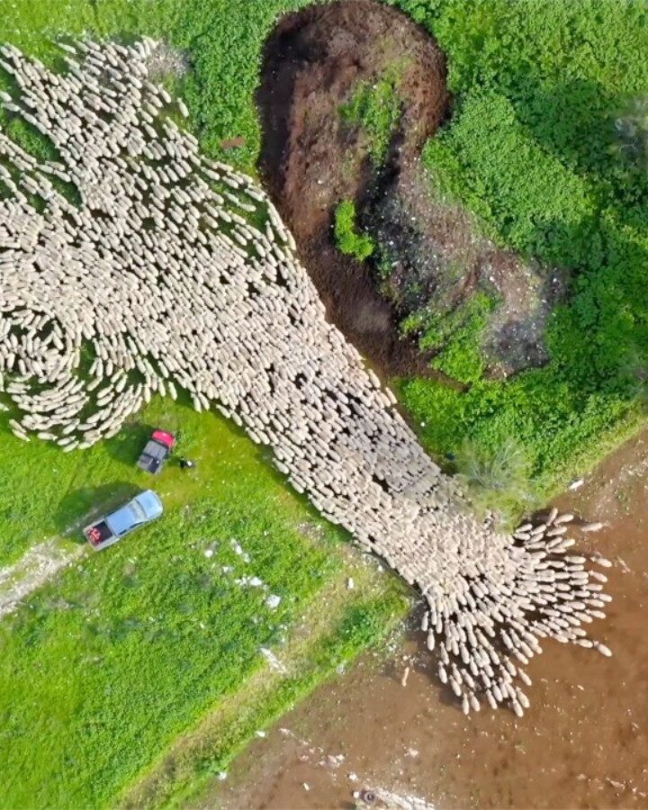 A still shot from Lior Patel’s timelapse movie of sheep grazing. Photo courtesy of Lior Patel