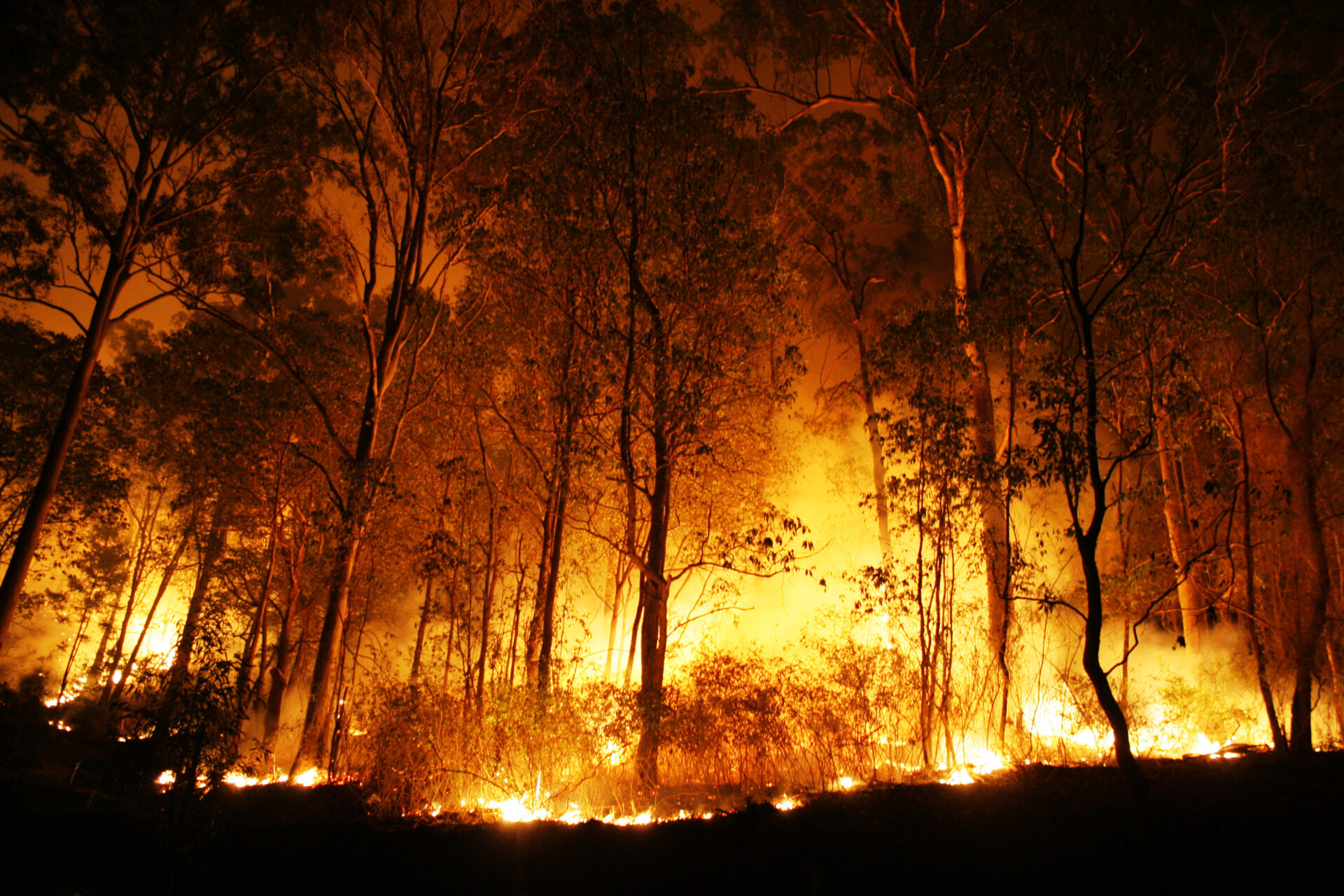 The forest fire in Cyprus’ Troodos Mountains region has claimed the lives of four people. Photo by Peter J. Wilson via Shutterstock.com