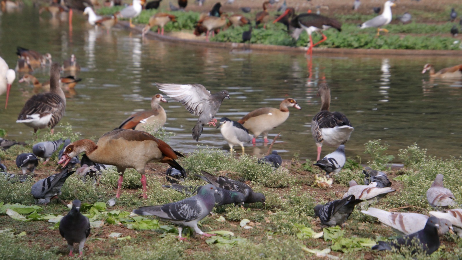 Birds in the zoological park at Tel Aviv University. Photo courtesy of Tel Aviv University