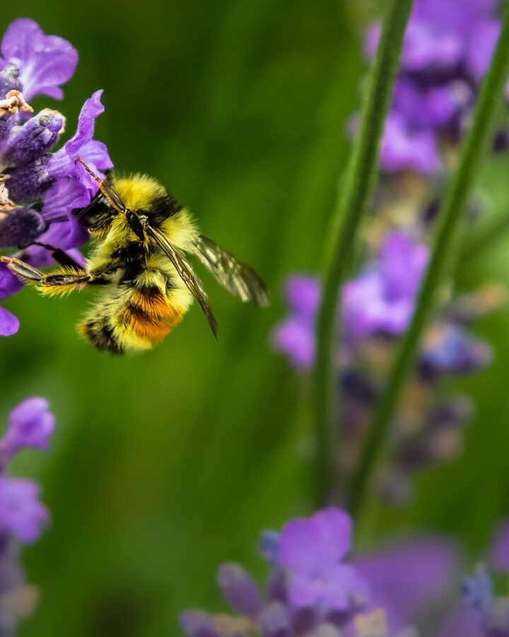 The world’s bee population is dying out due to a lethal combination of modern demand and natural stresses. Photo by Jenna Lee on Unsplash