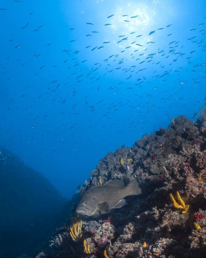 Entire marine protected areas are affected by overfishing and other human pressure taking place on their borders, new research shows. Photo by Dr. Shevy Rothman/Tel Aviv University