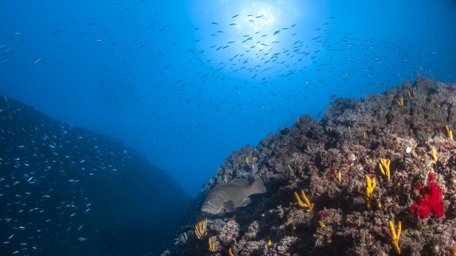 Entire marine protected areas are affected by overfishing and other human pressure taking place on their borders, new research shows. Photo by Dr. Shevy Rothman/Tel Aviv University