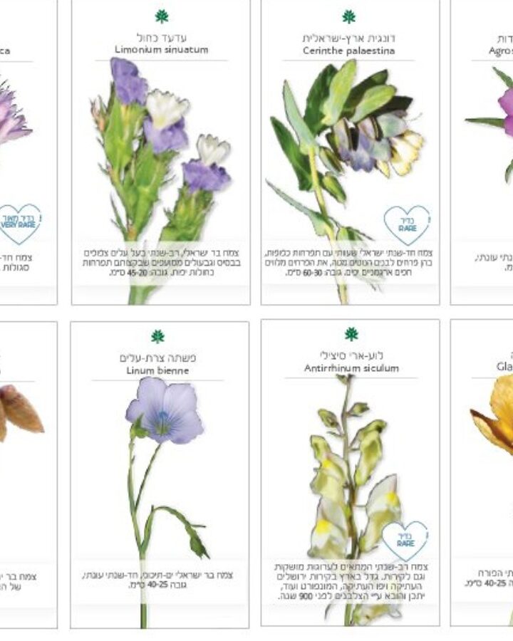 Some of the wildflower seeds available from the Jerusalem Botanical Gardens’ Wildflower Seeds Project. Photo courtesy of JBG