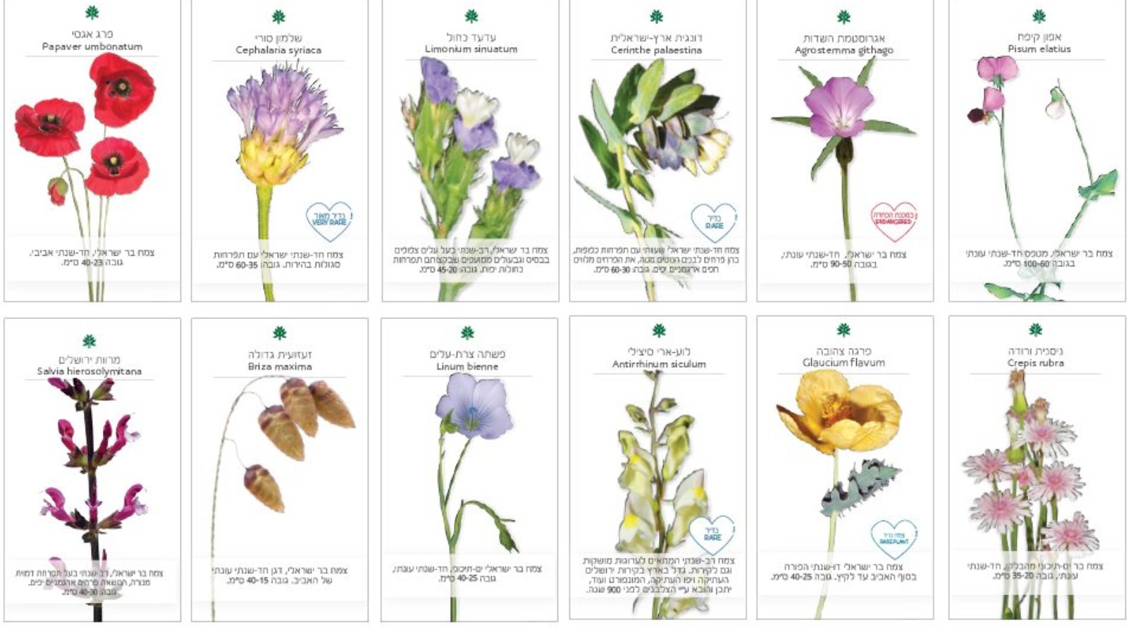 10 Best Flower Seeds for 2023 - The Jerusalem Post