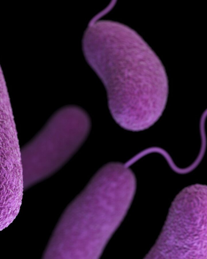 A computer-generated image of oblong-shaped, Vibrio parahaemolyticus bacteria.Photo by CDC on Unsplash
