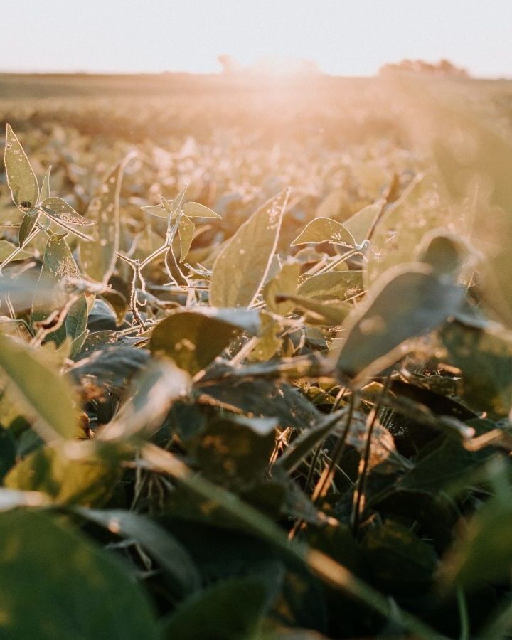 BetterSeeds plans on editing the genes of commodity crops to increase their availability and success. Photo by Kelly Sikkema on Unsplash