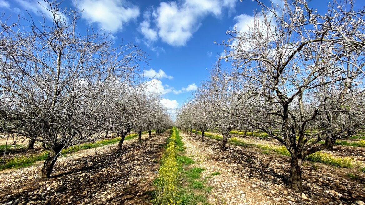 An almond orchard in Israel. Photo by Nicky Blackburn