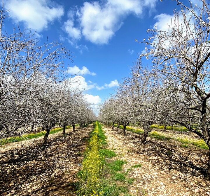 An almond orchard in Israel. Photo by Nicky Blackburn