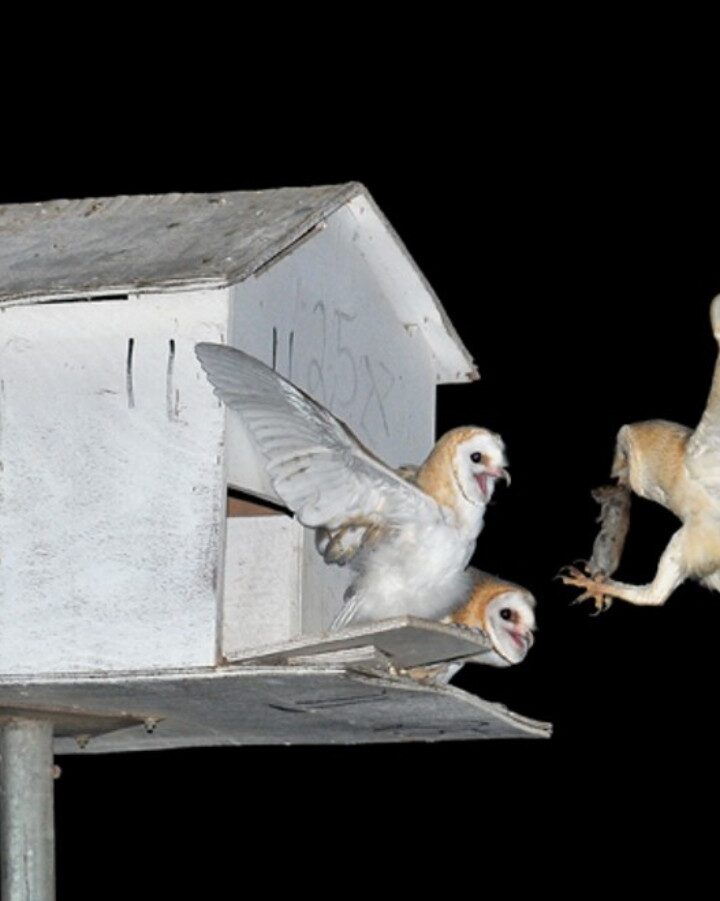 Barnowls nesting boxes. Photo by Amir Ezer