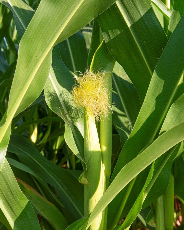 Corn growing in a field irrigated with SupPlant technology. Photo courtesy of SupPlant