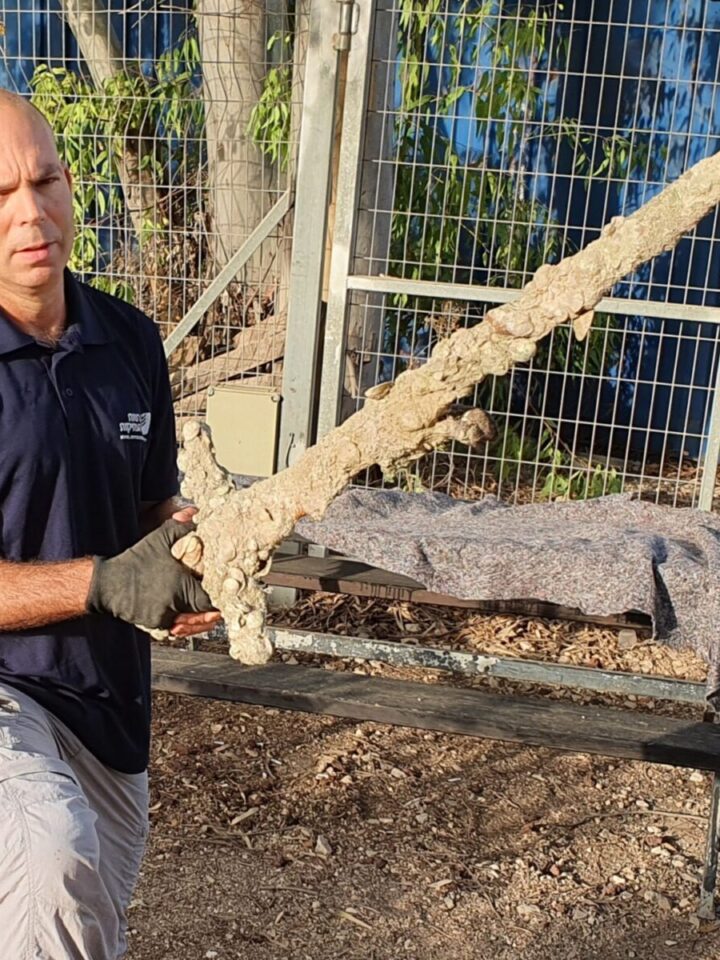 Nir Distelfeld, inspector for the Israel Antiquities Authority, with the Crusader sword. Photo: Anastasia Shapiro, Israel Antiquities Authority