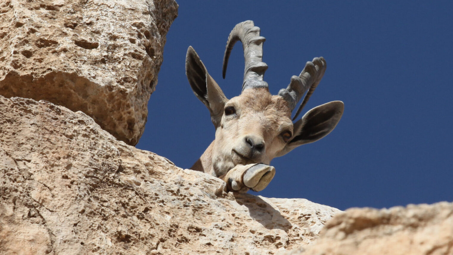 A Nubian ibex on the cliffs In Ramon crater. Photo by Yossi Zamir/Flash 90