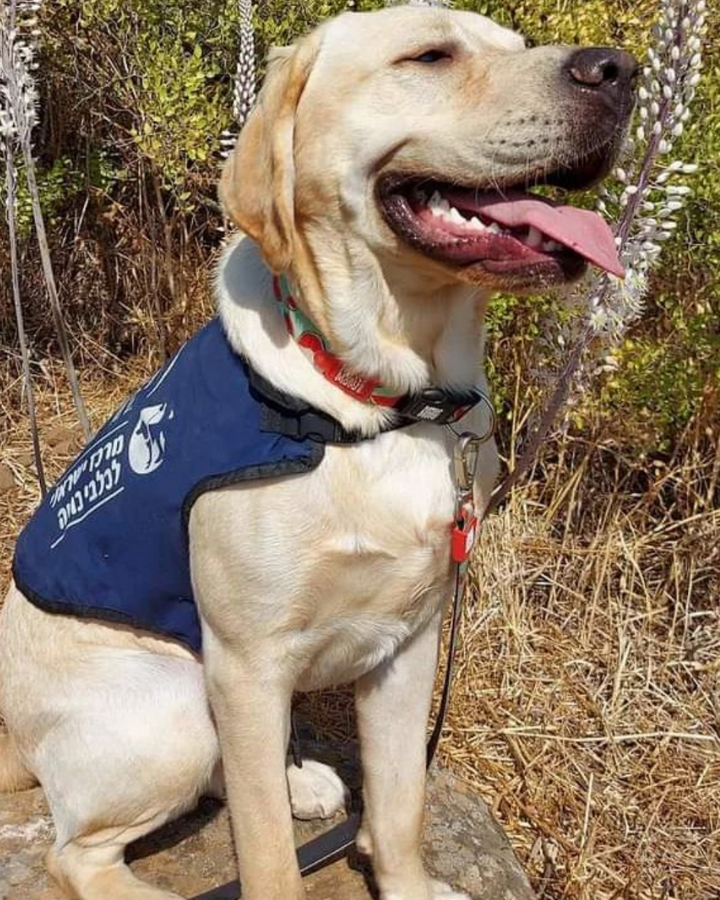 Amos, a happy guide dog at the Israel Guide Dog Center; Photo Credit: Noam Michaeli